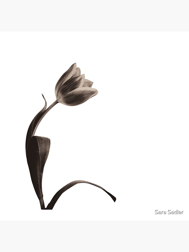 Antique Tulip by sadler2121