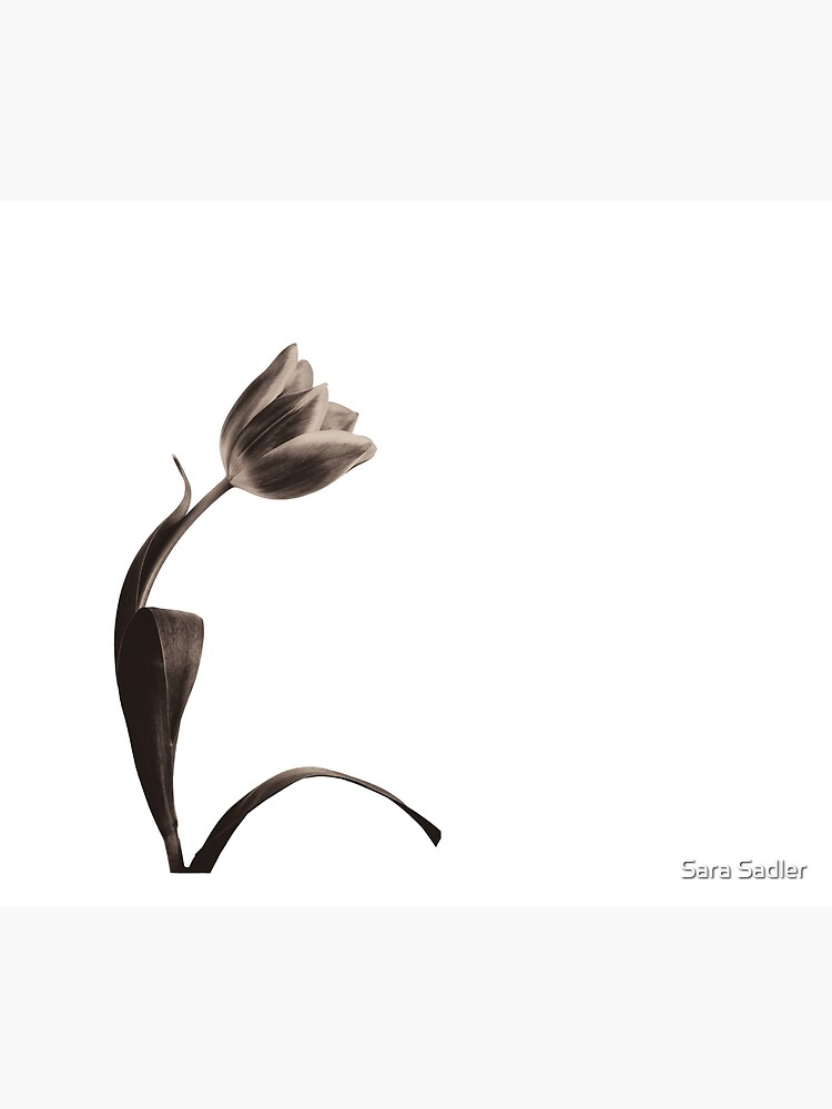 Antique Tulip by sadler2121