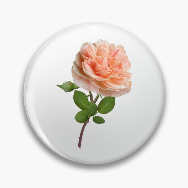 Item preview, Beautiful Elegant Cream Rose designed and sold by silviaol.
