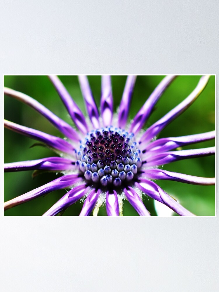 Póster «Osteospermum - Flor de viuda negra» de PhotosByFelix | Redbubble