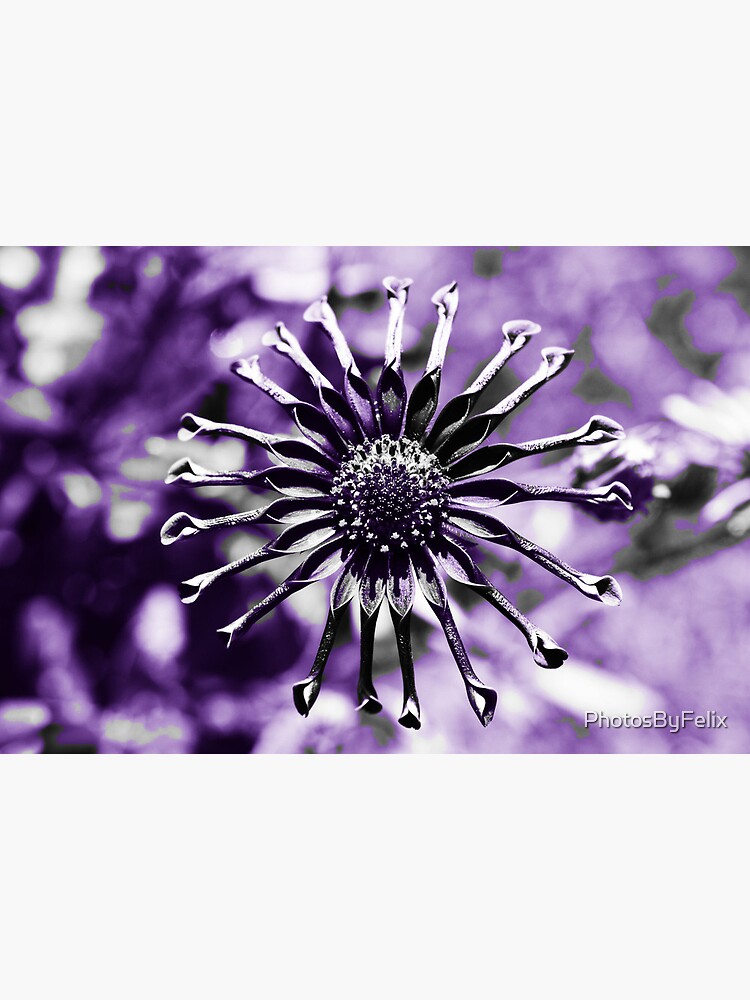 Lámina rígida «Osteospermum - Flor de viuda negra (2)» de PhotosByFelix |  Redbubble