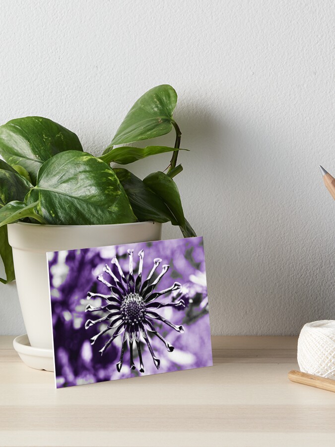 Lámina rígida «Osteospermum - Flor de viuda negra (2)» de PhotosByFelix |  Redbubble