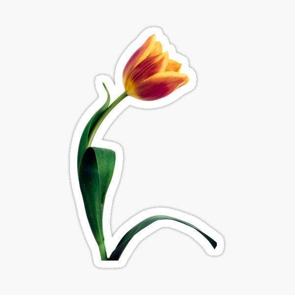 Natural Tulip flower Sticker