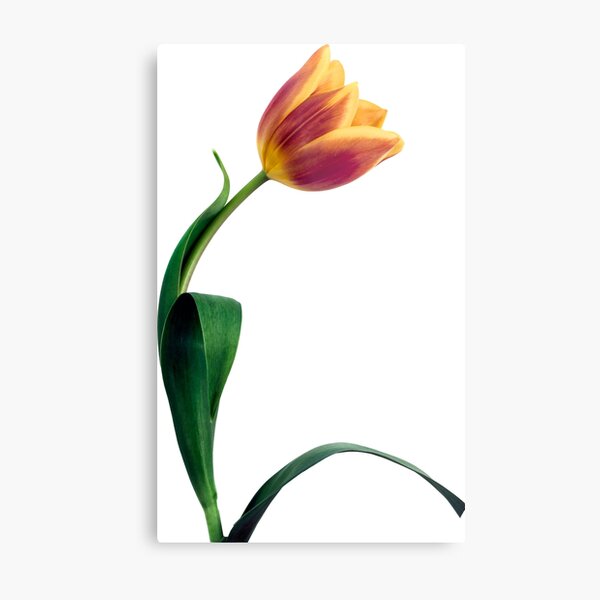 Natural Tulip flower Metal Print