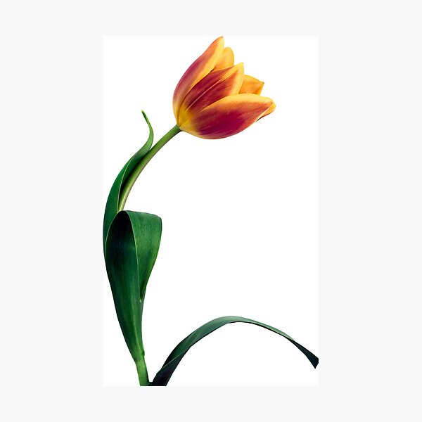 Natural Tulip flower Photographic Print