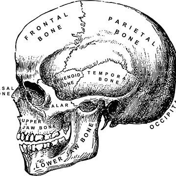 Artwork thumbnail, Vintage anatomical medical skull illustration by Cravagnati