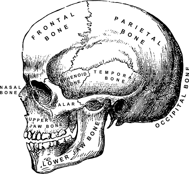 "Vintage anatomical medical skull illustration" Stickers by Cravagnati | Redbubble