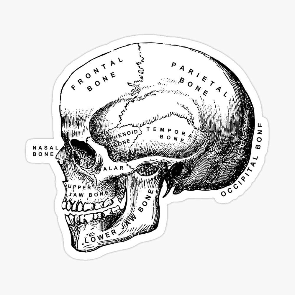 Vintage Anatomical Medical Skull Illustration Mask By Cravagnati Redbubble