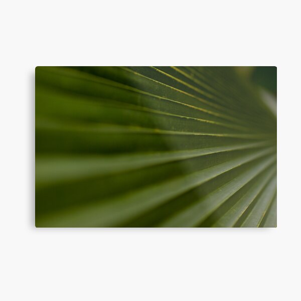 Leaf Steps Metal Print