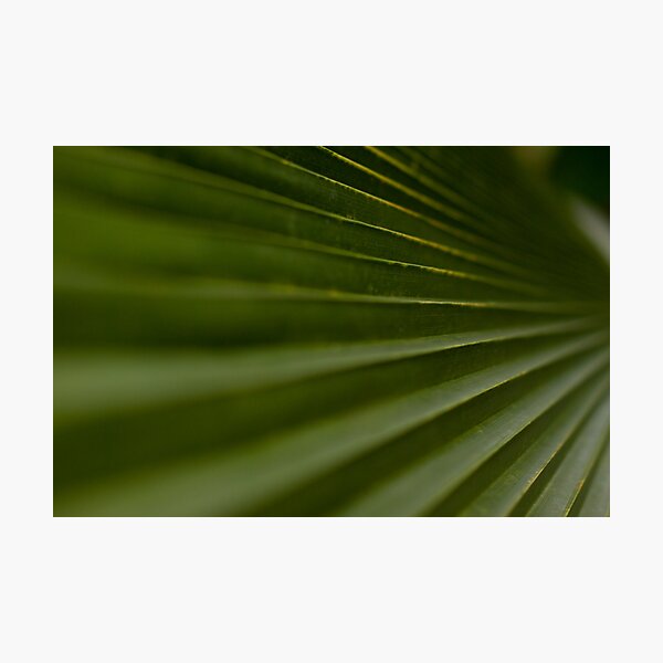 Leaf Steps Photographic Print