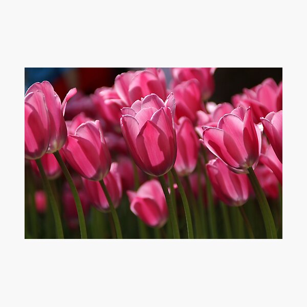 Item preview, Pink tulips designed and sold by wondertree.