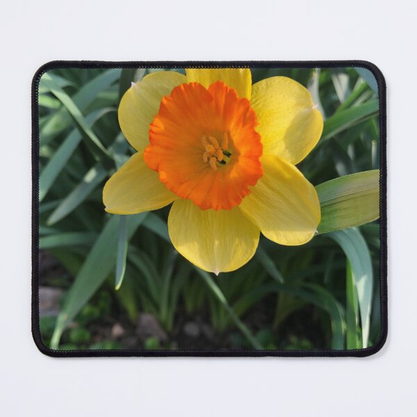 Item preview, Lovely orange center yellow daffodil designed and sold by FlowersAndMore.