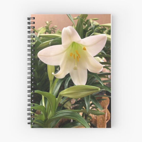 Item preview, Lovely Easter lily  designed and sold by FlowersAndMore.