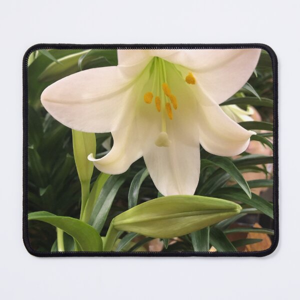 Item preview, Lovely Easter lily  designed and sold by FlowersAndMore.
