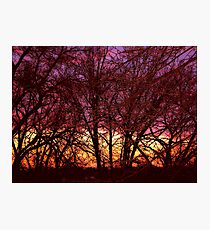 Illustrated trees at sunset Photographic Print