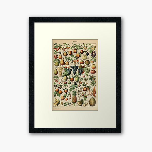 Aperçu de l'œuvre illustration vintage de fruits créée et vendue par Cravagnati.