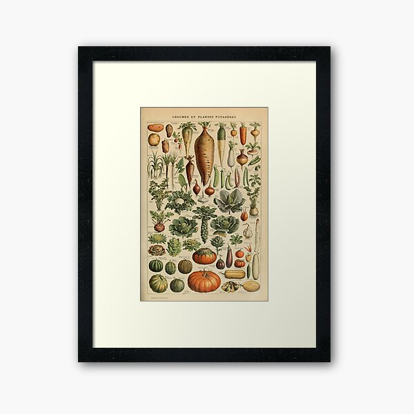 Aperçu de l'œuvre illustration vintage de légumes créée et vendue par Cravagnati.