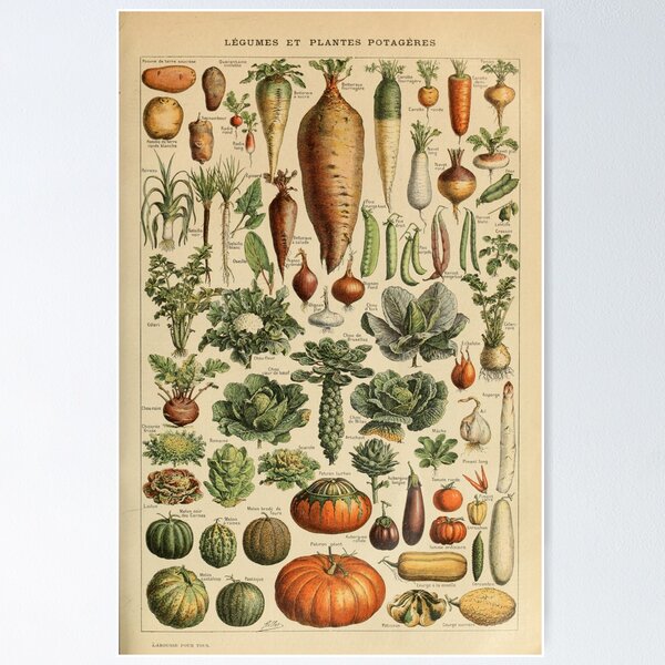 vegetables vintage illustration Poster