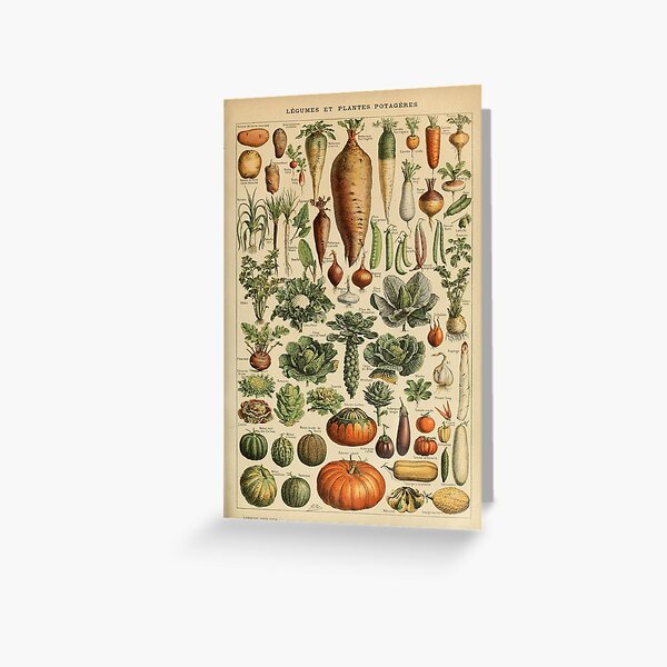 vegetables vintage illustration Greeting Card