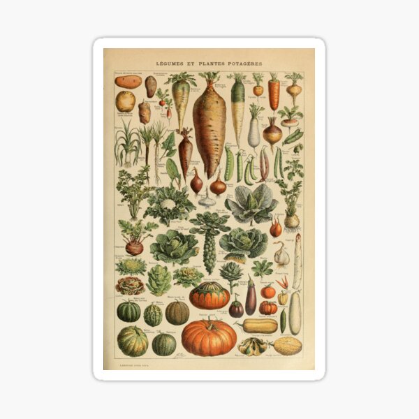 Aperçu de l'œuvre illustration vintage de légumes créée et vendue par Cravagnati.