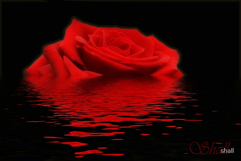 "Drowning Rose" by shall Redbubble
