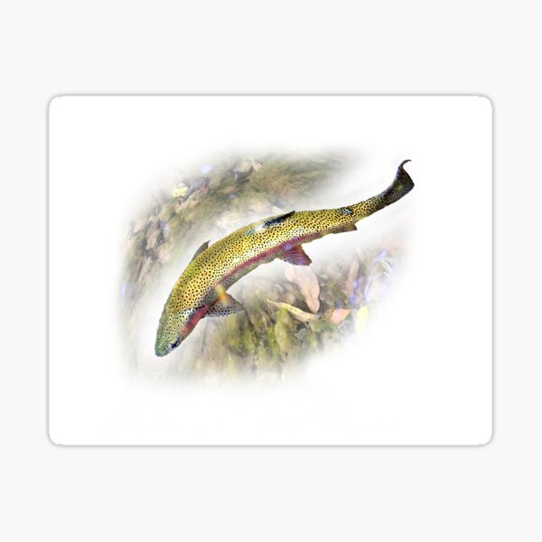 Rainbow trout Sticker