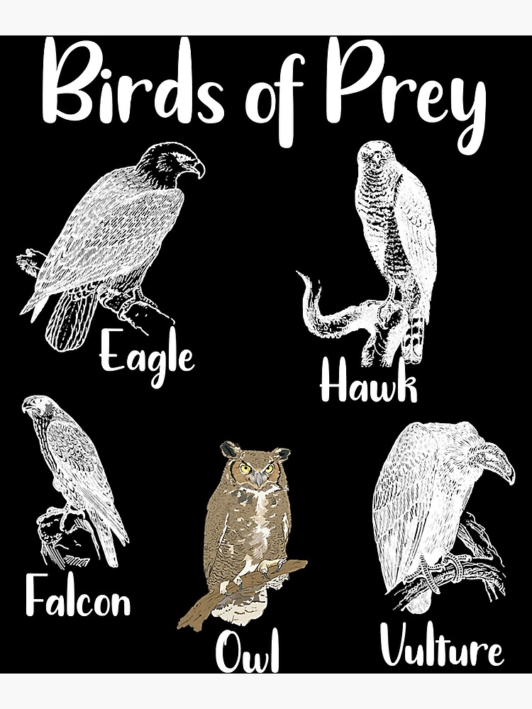 Birds Of Prey Eagle Hawk Falcon Owl Vulture T-Shirt Birds Of Prey Eagle Hawk Falcon Owl Vulture T-Shirt