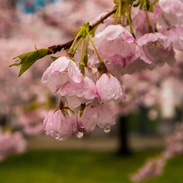 Artwork thumbnail, Cherry Blossoms and Rain Drops by Rae Tucker Photography & Designs