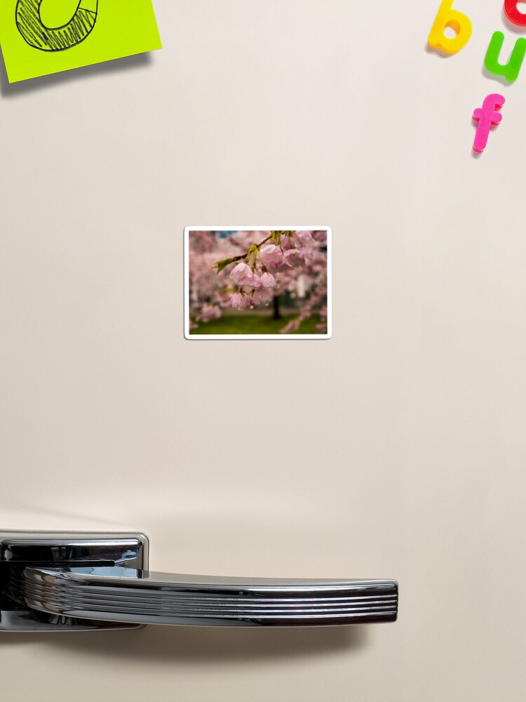 Thumbnail 1 of 3, Magnet, Cherry Blossoms and Rain Drops designed and sold by raetucker.