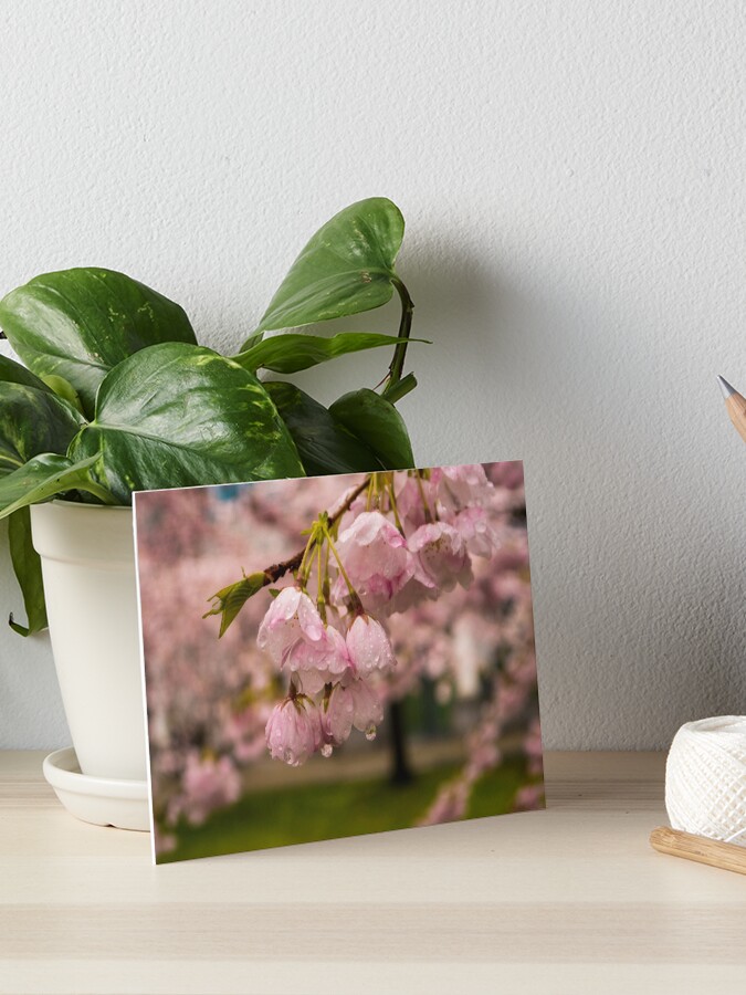 Thumbnail 1 of 2, Art Board Print, Cherry Blossoms and Rain Drops designed and sold by raetucker.