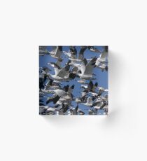 Snow Geese in flight Acrylic Block