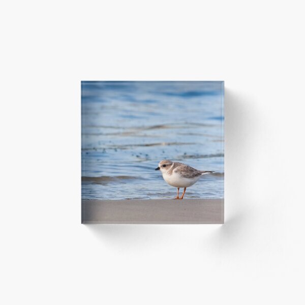 Piping Plover Acrylic Block