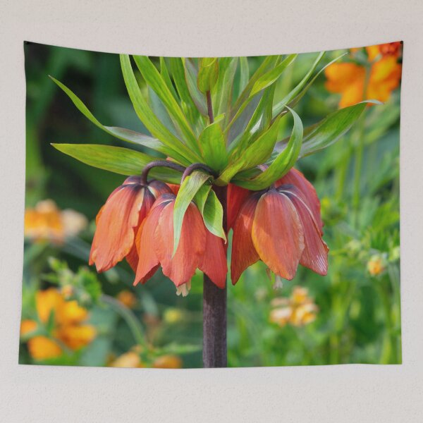 Item preview,  Fritillaria imperialis designed and sold by Dave Hare Photography.