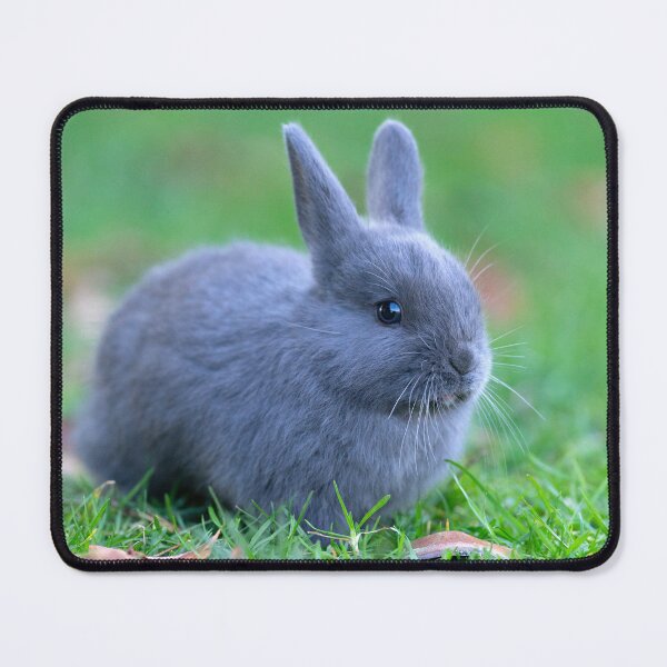 Item preview, One Cute Fluffy Grey Bunny designed and sold by cgroenewald.