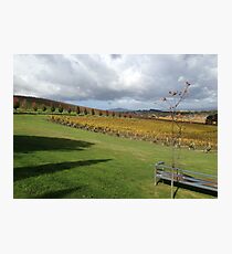 Vineyard Photographic Print