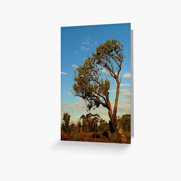 Lone Banksia Greeting Card