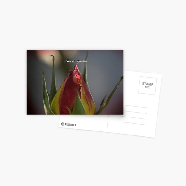 rose Postcard