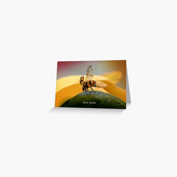 flying ladybird Greeting Card