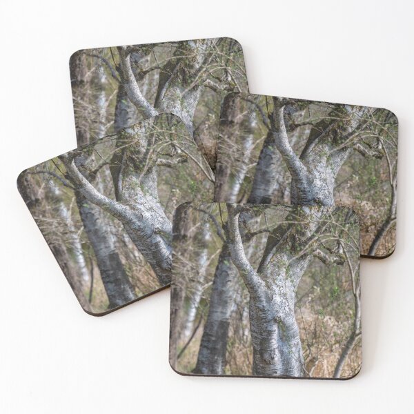 Item preview, Downy birches in Bad Buchau designed and sold by OskiOnTour.