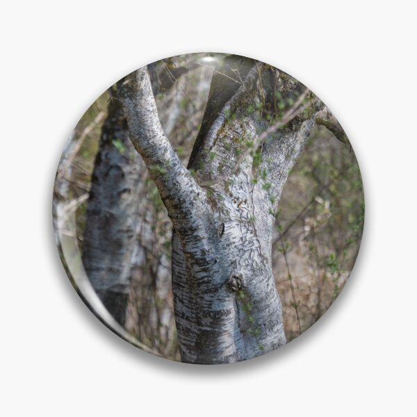 Item preview, Downy birches in Bad Buchau designed and sold by OskiOnTour.
