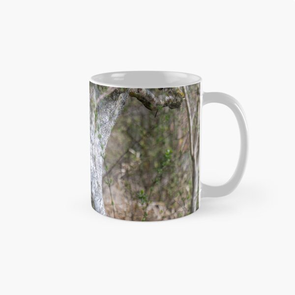 Item preview, Downy birches in Bad Buchau designed and sold by OskiOnTour.