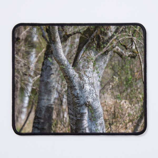 Item preview, Downy birches in Bad Buchau designed and sold by OskiOnTour.