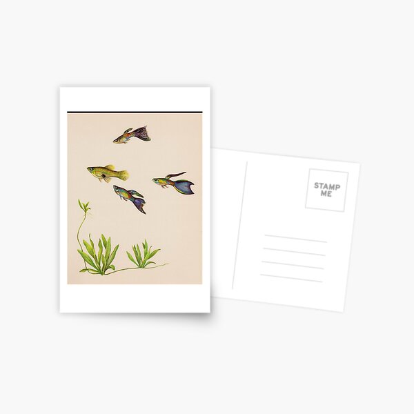 Guppy (Poecilia reticulata) Postcard