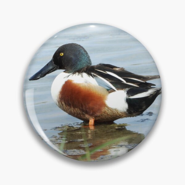 Item preview, A Wonderful  Male Shoveler Duck designed and sold by Karen Thomson.