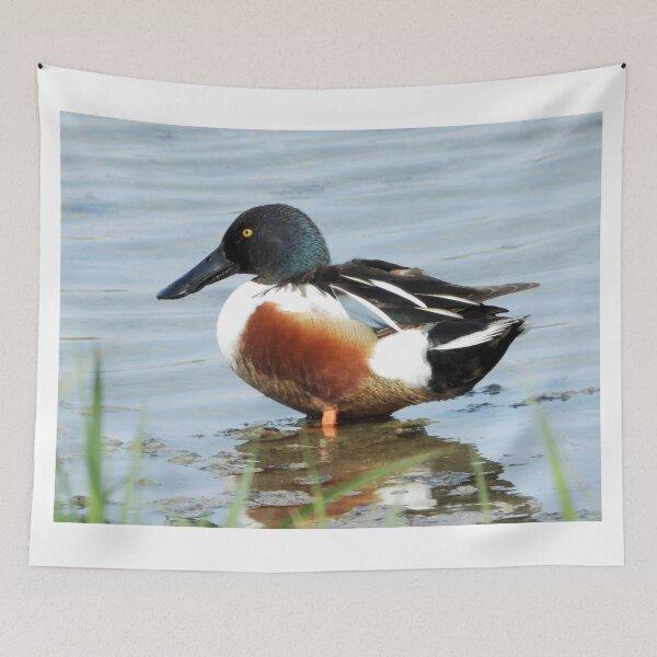 Item preview, A Wonderful  Male Shoveler Duck designed and sold by Karen Thomson.