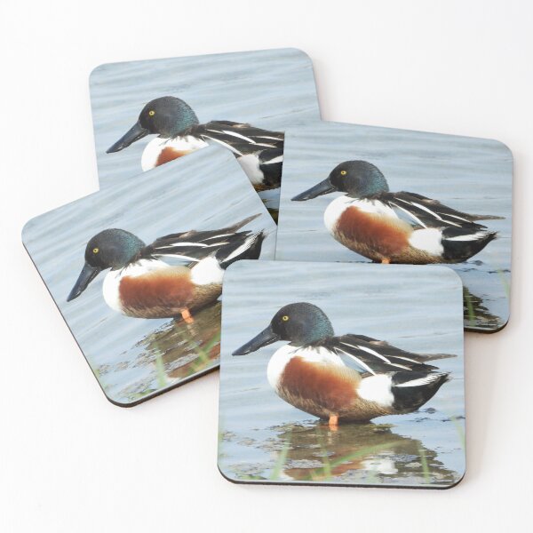 Item preview, A Wonderful  Male Shoveler Duck designed and sold by Karen Thomson.