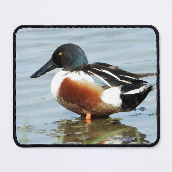 Item preview, A Wonderful Male Shoveler Duck designed and sold by Karen Thomson.