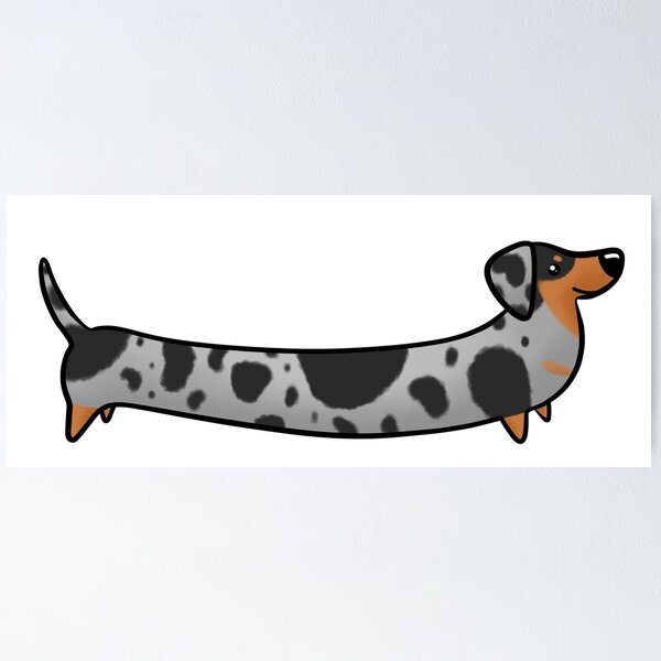 Black and sales grey dapple dachshund