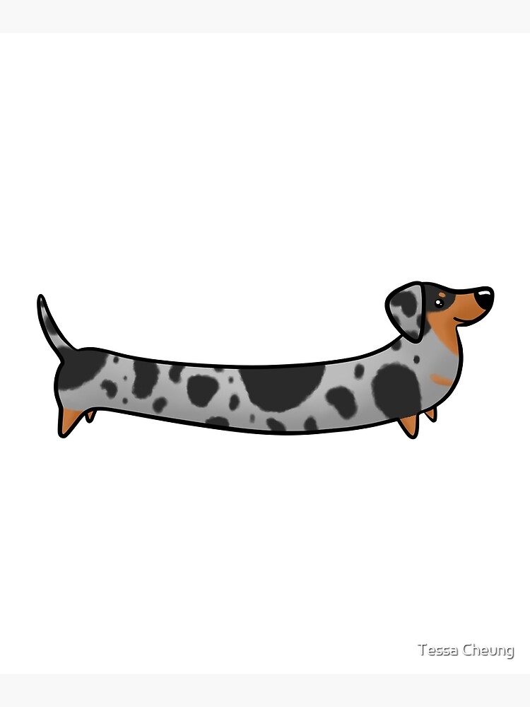 Grey 2024 dapple dachshund