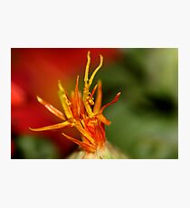 Macro Flower Photographic Print